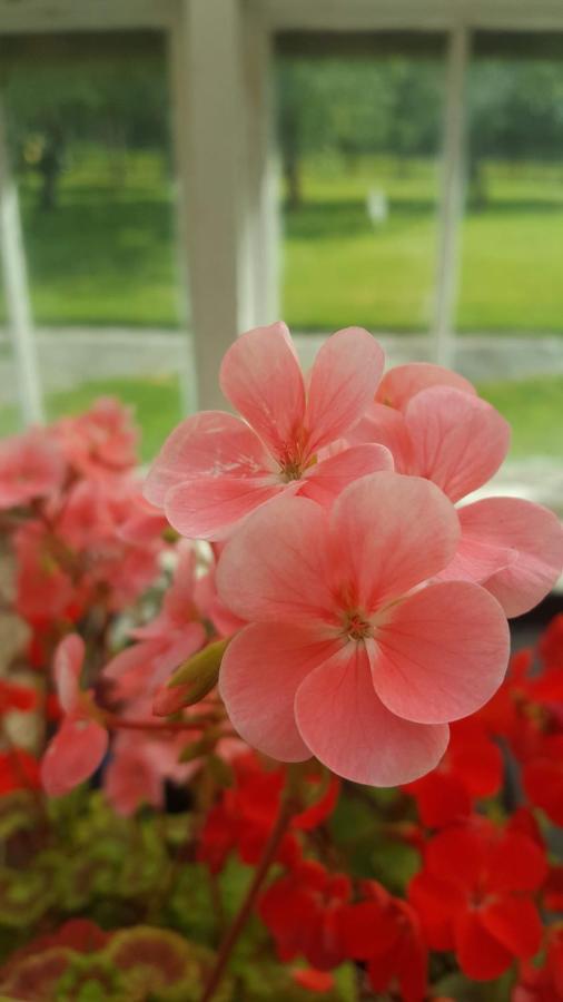 Gardenvale Manor House B&B Stranocum 외부 사진